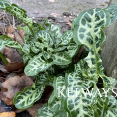 Arum italicum subsp. italicum 'Marmoratum'