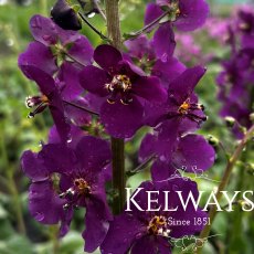 Verbascum phoeniceum 'Violetta' (9cm pot) Verbascum phoeniceum 'Violetta' (9cm pot)