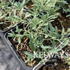 Teucrium ackermannii Teucrium ackermannii