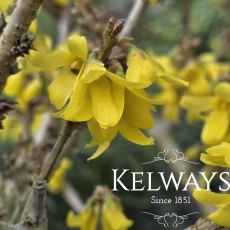 Forsythia x intermedia 'Mikador' (3 litre pot) Forsythia x intermedia 'Mikador' (3 litre pot)