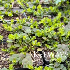 Lysimachia nummularia 'Aurea' (9cm pot) Lysimachia nummularia 'Aurea' (9cm pot)