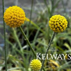 Craspedia globosa Craspedia globosa