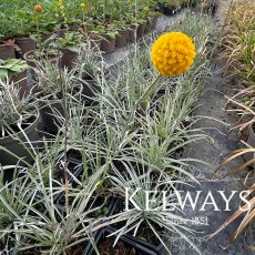 Craspedia globosa Craspedia globosa