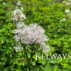 Thalictrum 'Nimbus White' (Nimbus Series)