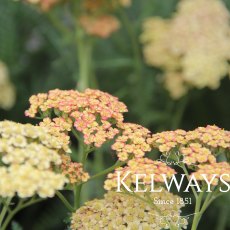 Achillea millefolium 'Tricolor' (Rainbow Series)