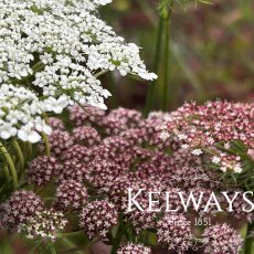Daucus carota 'Dara' (9cm pot) Daucus carota 'Dara' (9cm pot)