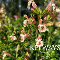 Salvia x jamensis 'Belle de Loire'