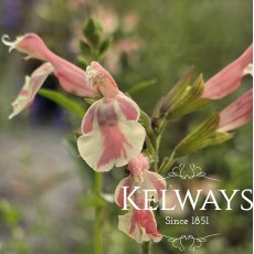 Salvia x jamensis BELLE DE LOIRE ('Barsabel') Salvia x jamensis BELLE DE LOIRE ('Barsabel')