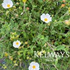 Cistus salviifolius Cistus salviifolius