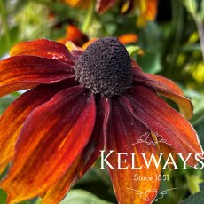 Rudbeckia hirta 'Autumn Colours'