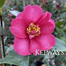 Camellia japonica 'Doctor King'