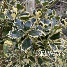 Ilex aquifolium 'Argentea Marginata'