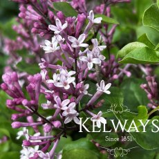 Syringa meyeri 'Palibin' Syringa meyeri 'Palibin'