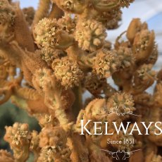 Tetrapanax papyrifer 'Rex' Tetrapanax papyrifer 'Rex'