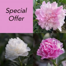 Kelways Peony Collection