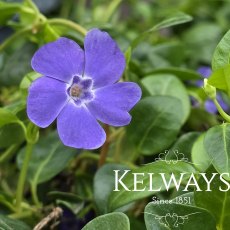 Vinca minor Vinca minor