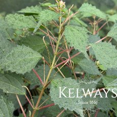 Boehmeria spicata Boehmeria spicata