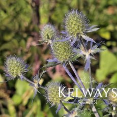 Eryngium amethystinum Eryngium amethystinum