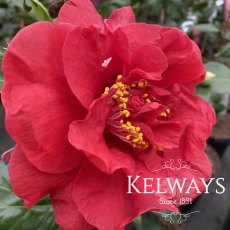 Camellia japonica 'Doctor Burnside'