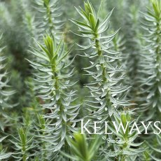 Euphorbia pithyusa Euphorbia pithyusa