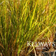 Pennisetum alopecuroides Pennisetum alopecuroides