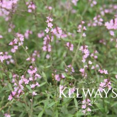 Verbena officinalis 'Bampton' Verbena officinalis 'Bampton'
