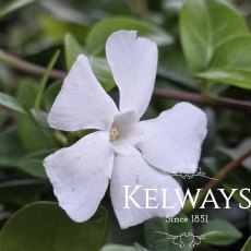 Vinca minor f. alba Vinca minor f. alba