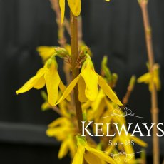 Forsythia x intermedia 'Spectabilis' Forsythia x intermedia 'Spectabilis'