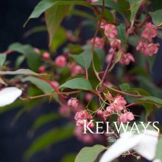 Actinidia tetramera var. maloides Actinidia tetramera var. maloides