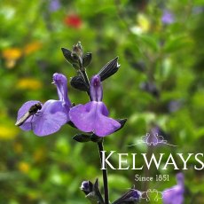 Salvia 'Violin Music' PBR Salvia 'Violin Music' PBR