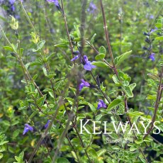 Salvia 'Violin Music' PBR Salvia 'Violin Music' PBR