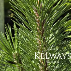 Pinus mugo Pinus mugo