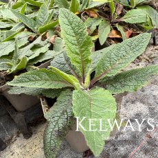 Verbascum chaixii 'Sixteen Candles' (9cm pot) Verbascum chaixii 'Sixteen Candles' (9cm pot)