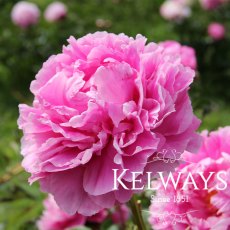 Paeonia 'Doctor Alexander Fleming' Paeonia 'Doctor Alexander Fleming'