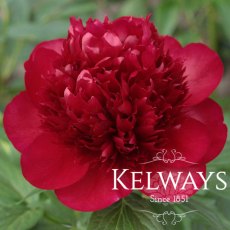 Paeonia 'Christmas Velvet' Paeonia 'Christmas Velvet'