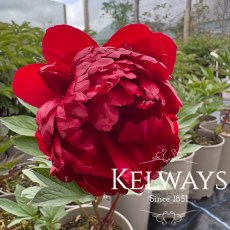 Paeonia 'Christmas Velvet' Paeonia 'Christmas Velvet'
