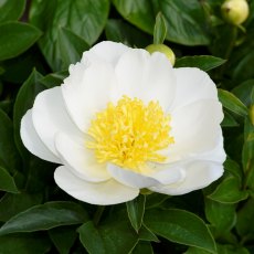 Paeonia 'Jan Van Leeuwen' Paeonia 'Jan Van Leeuwen'
