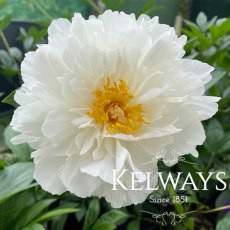 Paeonia 'Kelway's Glorious' Paeonia 'Kelway's Glorious'