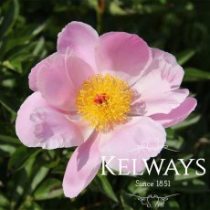Paeonia 'Nymphe' Paeonia 'Nymphe'
