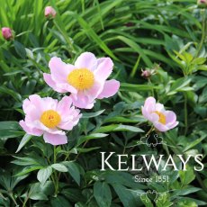 Paeonia 'Nymphe' Paeonia 'Nymphe'