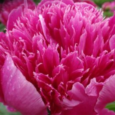 Paeonia 'Purple Spider' Paeonia 'Purple Spider'