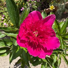 Paeonia 'Purple Spider' Paeonia 'Purple Spider'