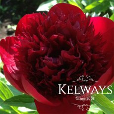 Paeonia 'Red Charm' Paeonia 'Red Charm'