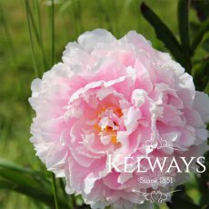 Paeonia lactiflora 'Sarah Bernhardt' Paeonia lactiflora 'Sarah Bernhardt'