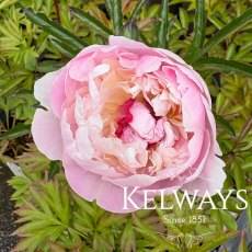 Paeonia 'Eden's Perfume' Paeonia 'Eden's Perfume'