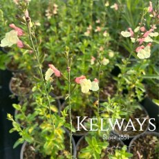 Salvia 'La Mancha' Salvia 'La Mancha'