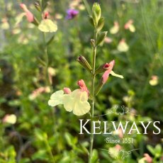 Salvia 'La Mancha' Salvia 'La Mancha'