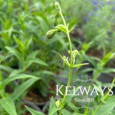 Penstemon Thorn Penstemon Thorn