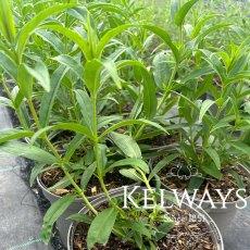 Penstemon Thorn Penstemon Thorn