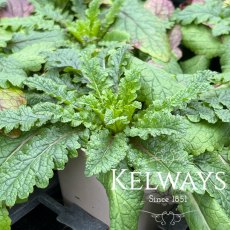 Verbascum blattaria f. albiflorum (9cm pot) Verbascum blattaria f. albiflorum (9cm pot)